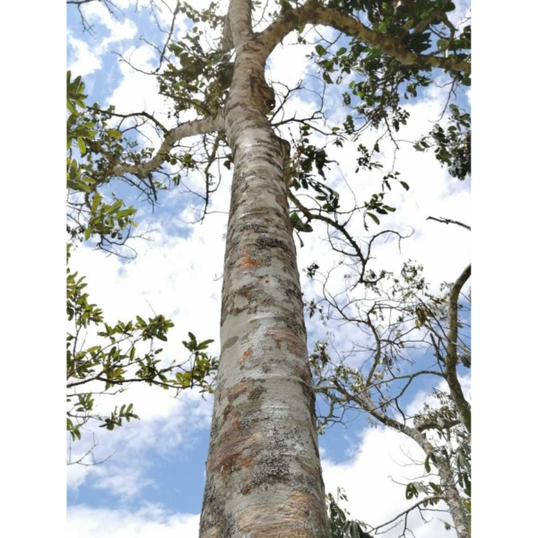 Inga densiflora