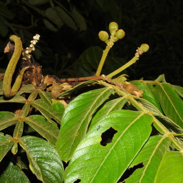 Inga ornata
