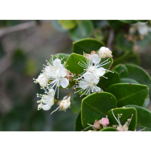 Myrcianthes leucoxyla