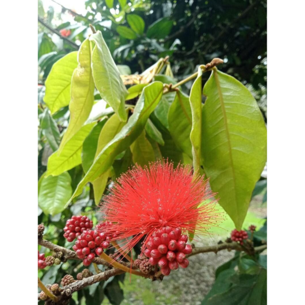 Myrcia popayanensis