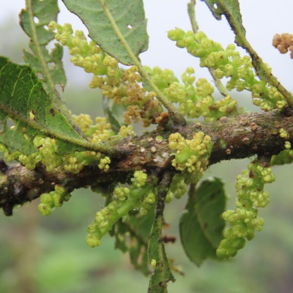 Myrica pubescens