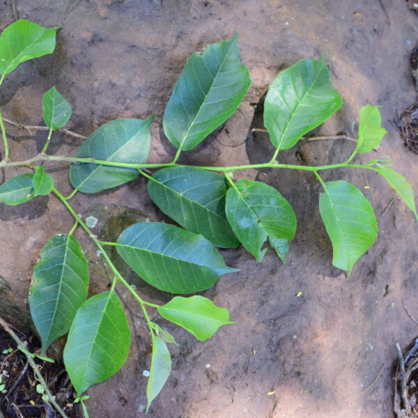Maclura tinctoria