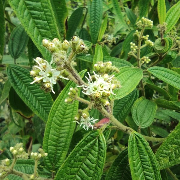 Miconia lacera