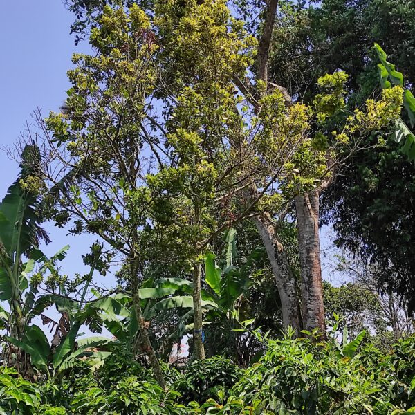 Myrsine guianensis
