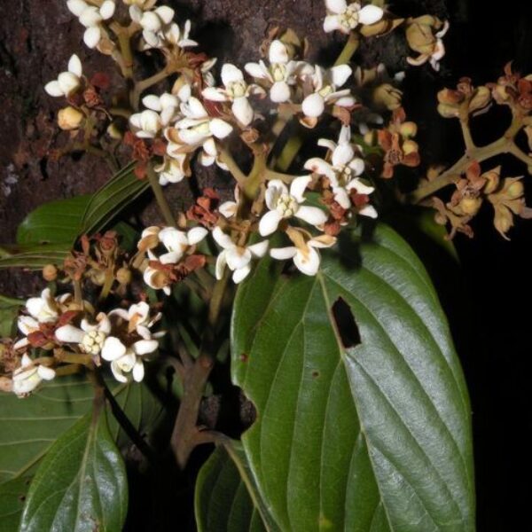 Nectandra acutifolia