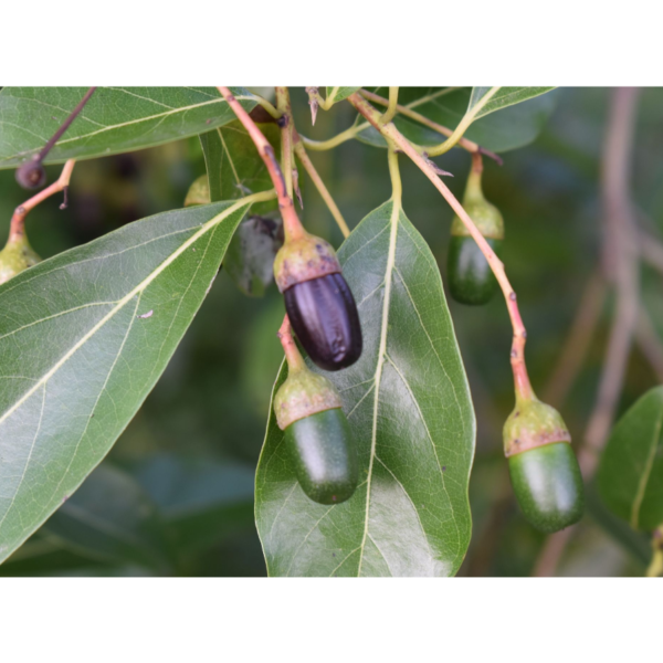 Nectandra turbacensis