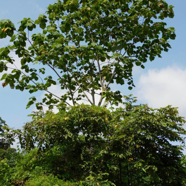 Ochroma pyramidale