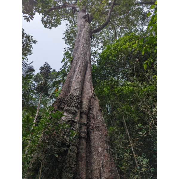 Quercus humboldtii