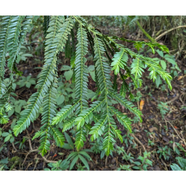 Retrophyllum rospigliosii