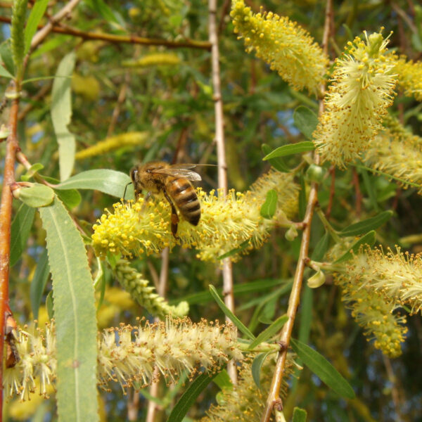 Salix humboldtiana