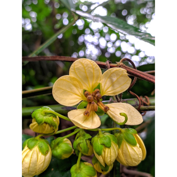 Senna macrophylla