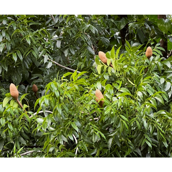 Swietenia macrophylla