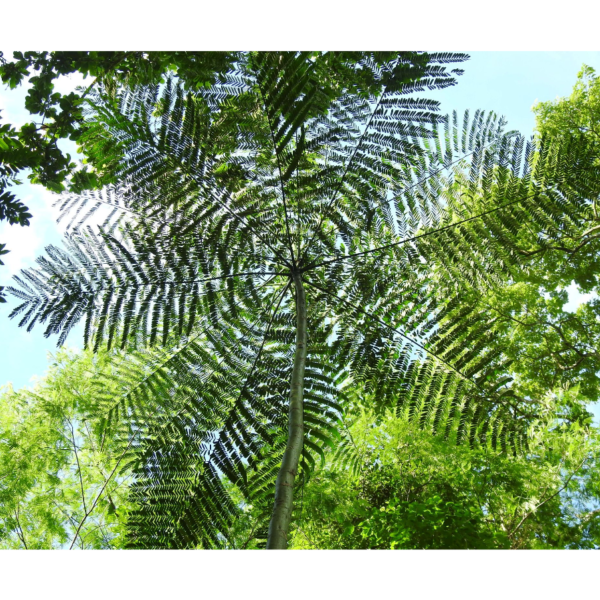 Schizolobium parahyba