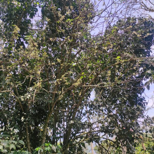 Urera caracasana