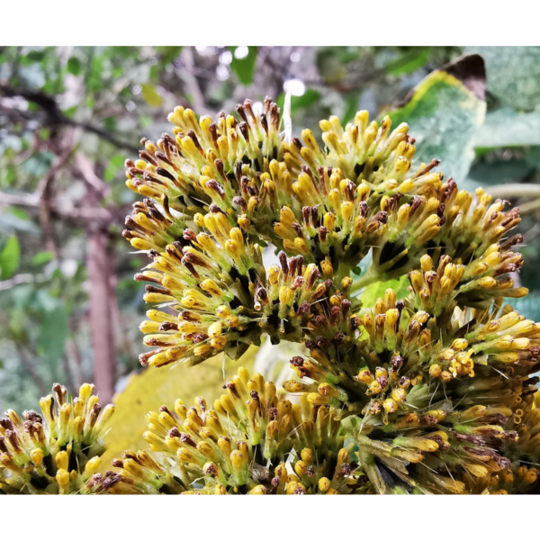 Verbesina arborea