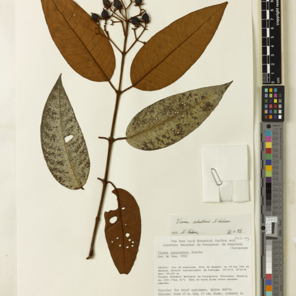 Vismia ferruginea
