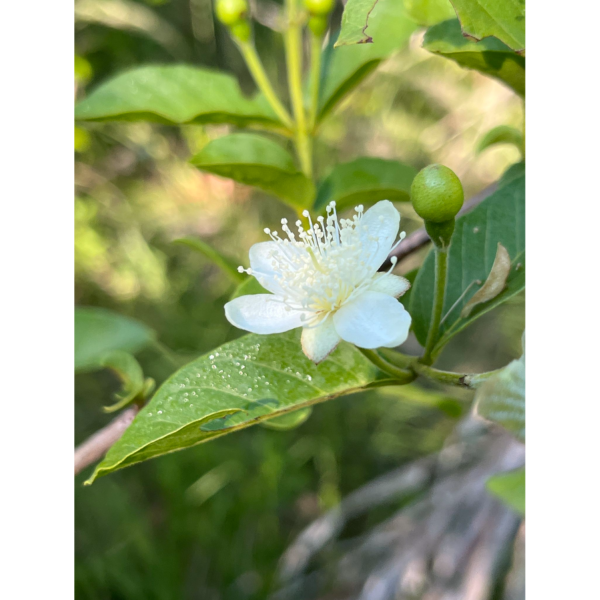 Psidium guineense