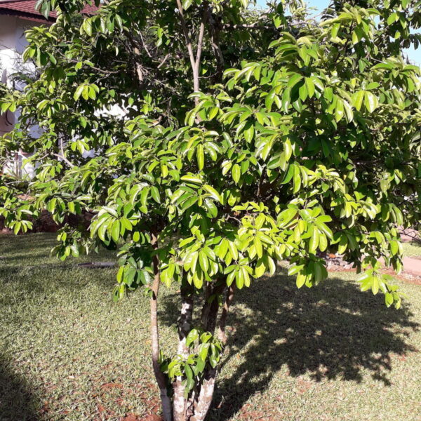 Annona muricata