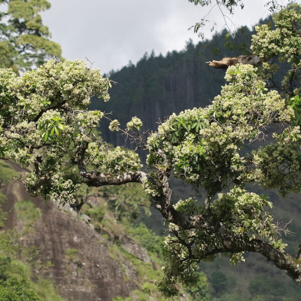 Alstonia scholaris