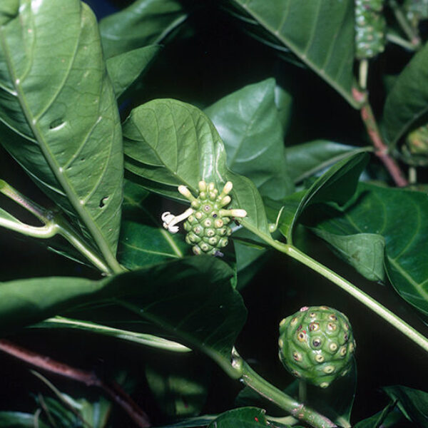 Morinda citrifolia