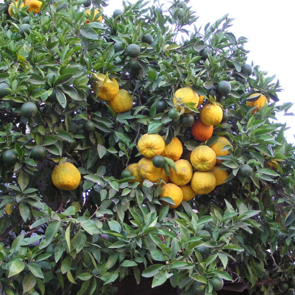 Citrus aurantium