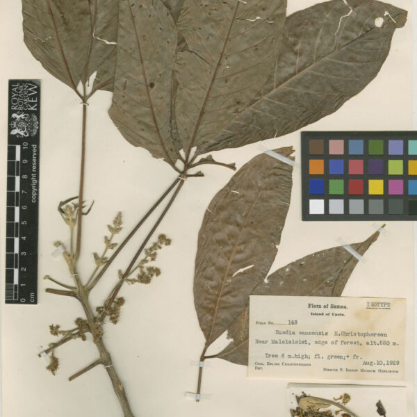 Euodia latifolia/ Melicope latifolia