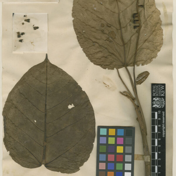 Octomeles sumatrana