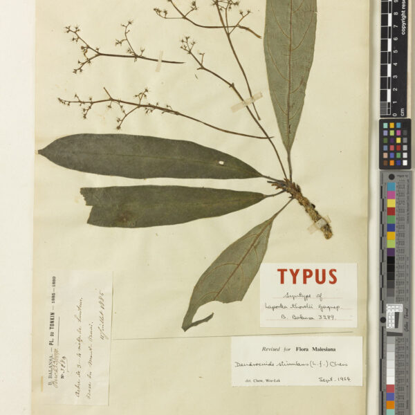 Dendrocnide stimulans