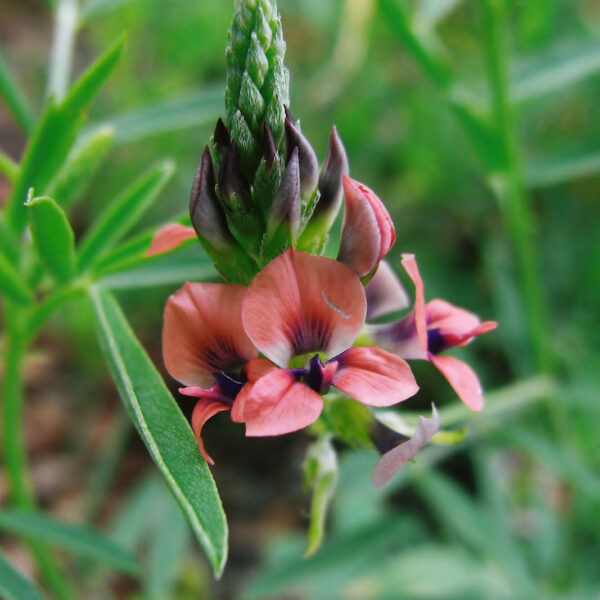 Indigofera sp.