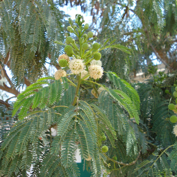 Leucaena cultivars