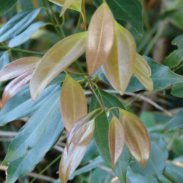 Cinnamomum burmanii