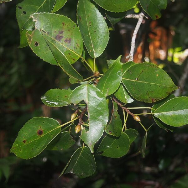 Liquidambar excelsa