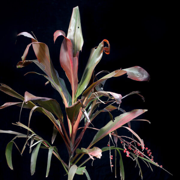 Cordyline fruticosa