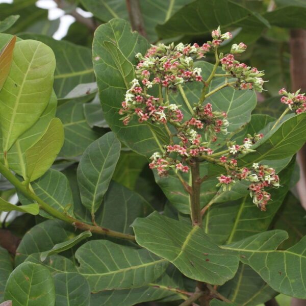 Shade Catalog | Anacardium occidentale