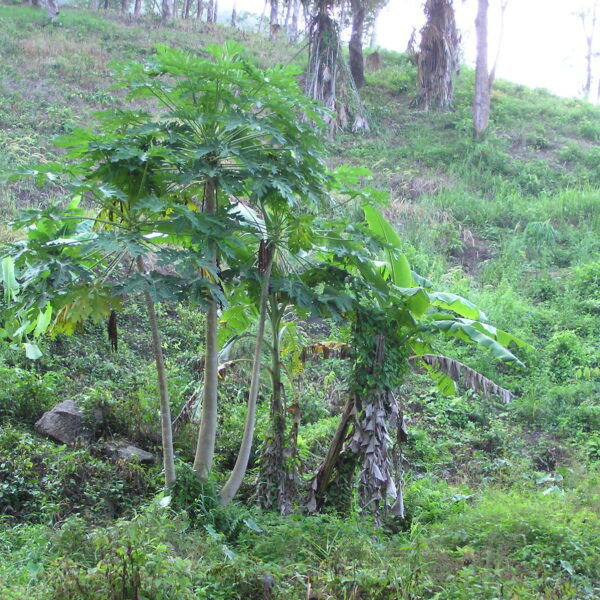 Carica papaya