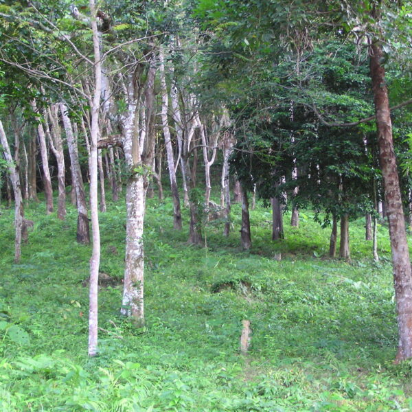 Rubber Tree  Rainforest Alliance