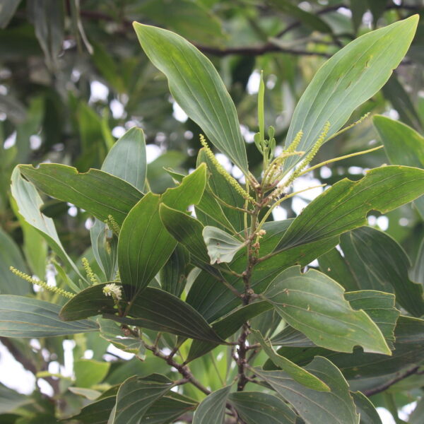 Acacia mangium