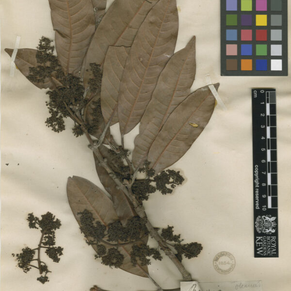 Bouea macrophylla