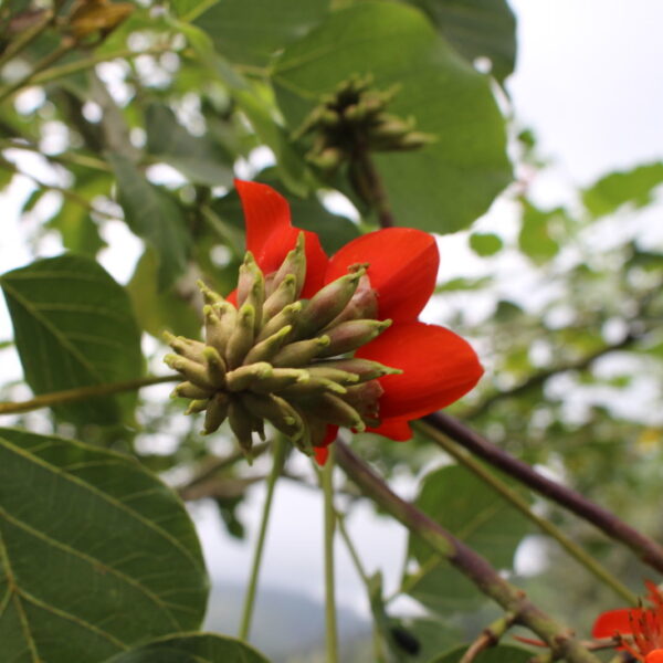 Erythrina subumbrans