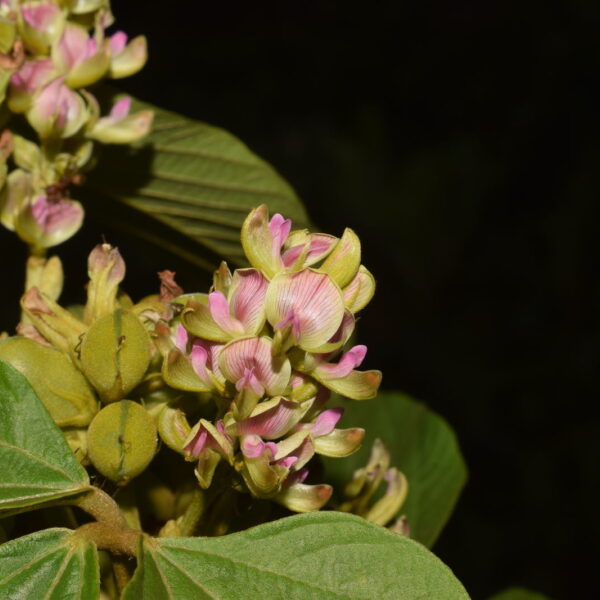 Flemingia macrophylla