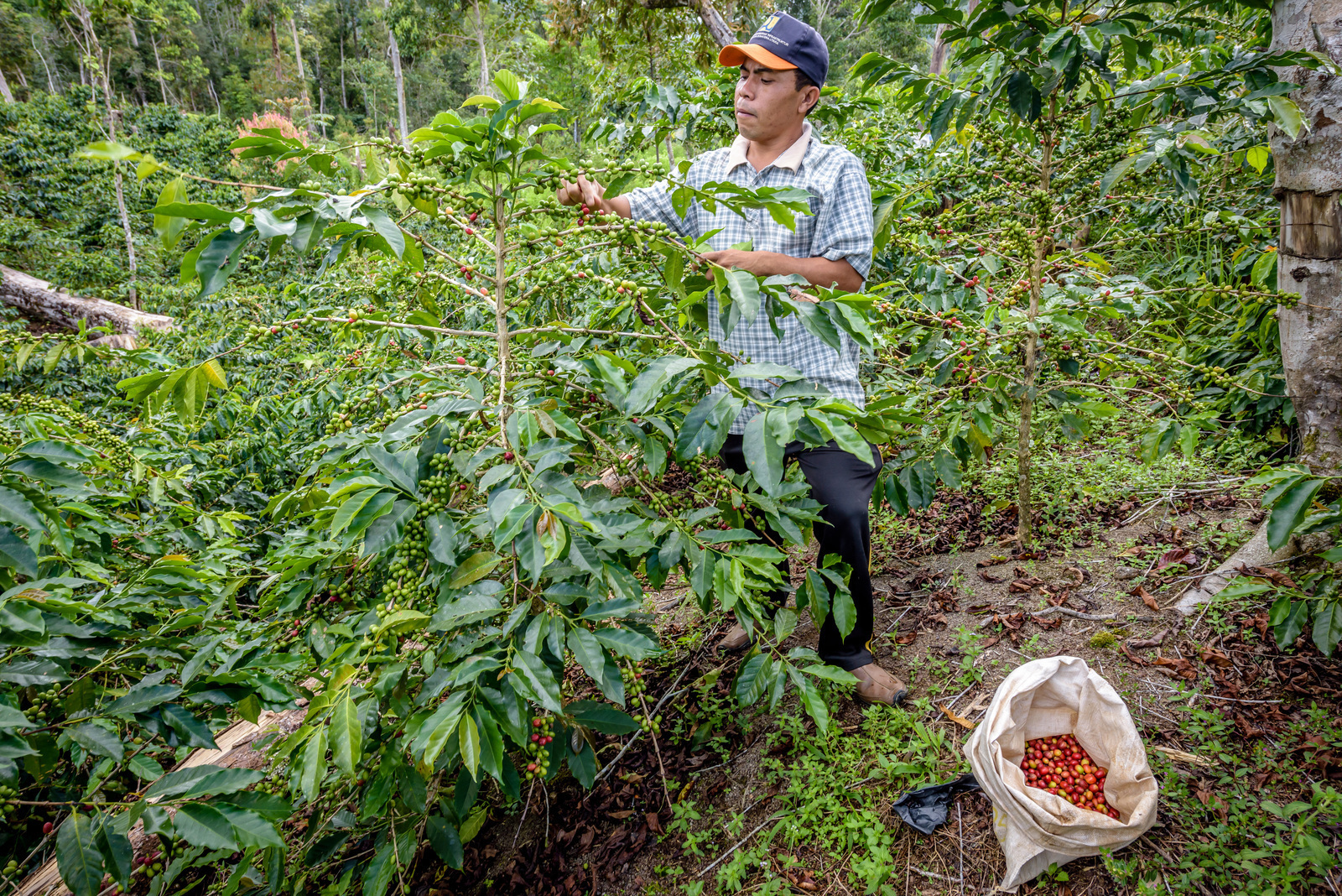 A male farmer harvesting coffee berries from a large bush. A sack of red coffee berries is on the ground beside him.