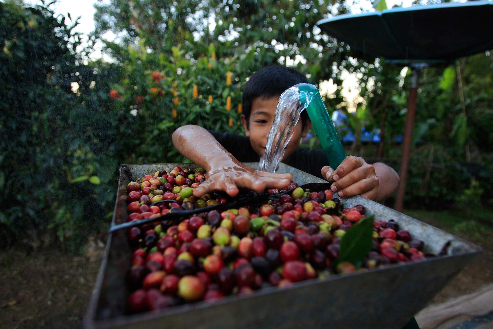 A young boy washing coffee berries with a hose