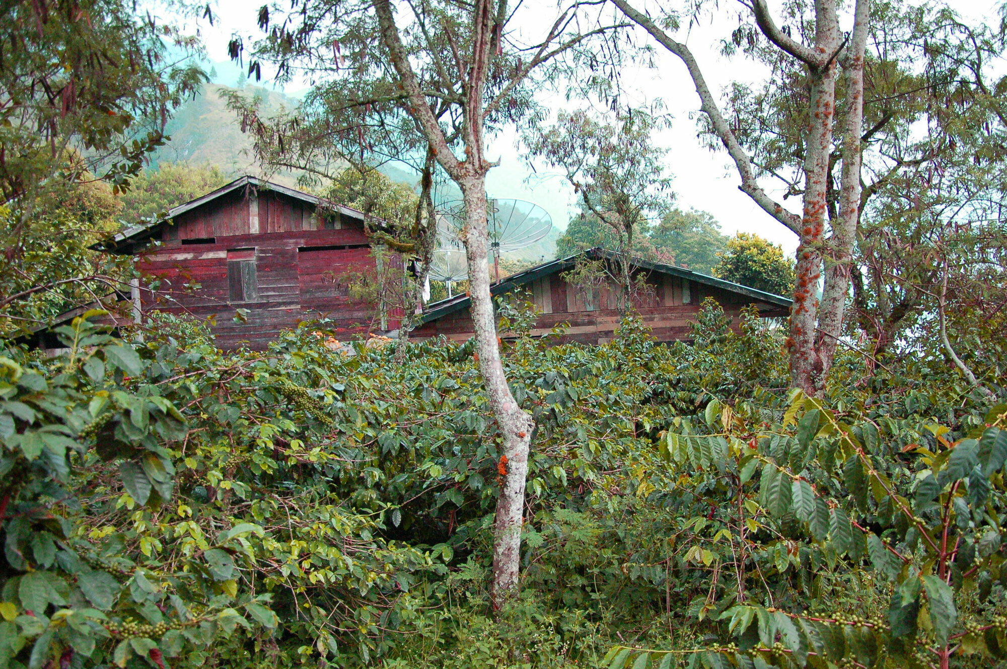 Lush coffee farm under shade trees in front of two red wood buildings