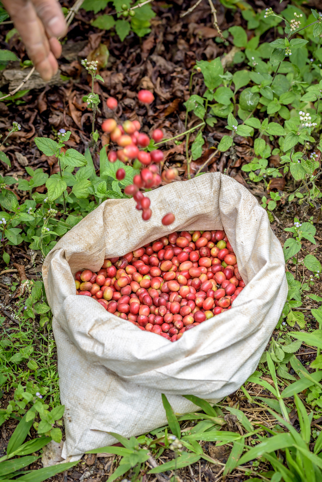 A hand tossing red coffee berries into a sack