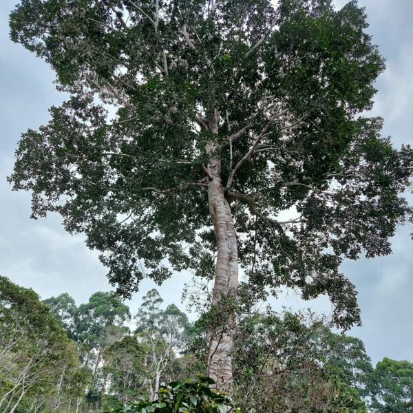 Ficus americana subsp. Guianensis