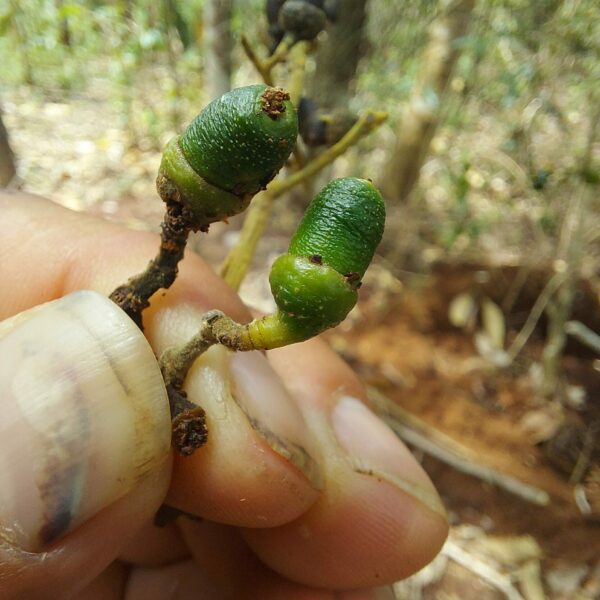 Nectandra matthewsii