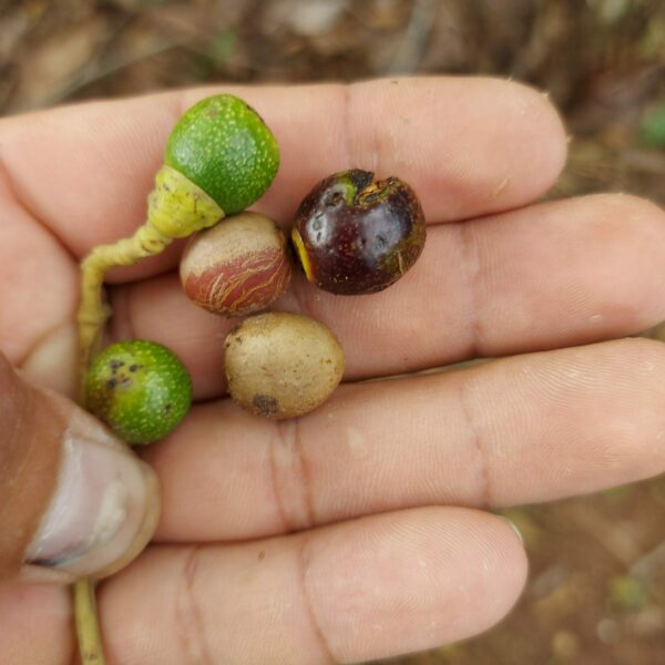 Nectandra cissiflora