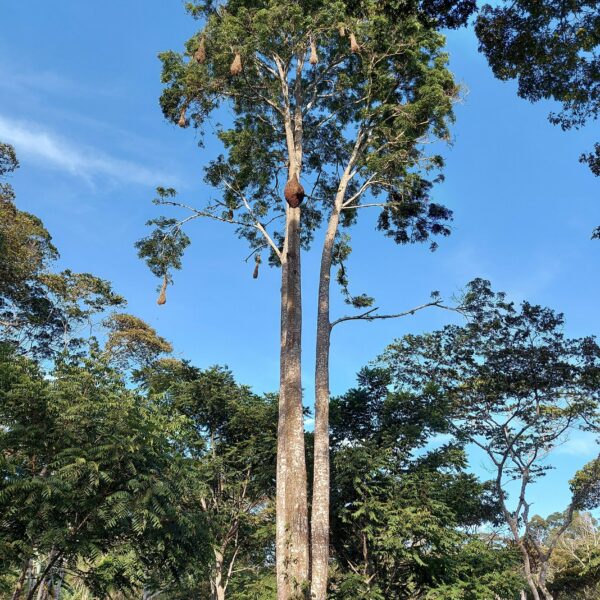 Ceiba pentandra