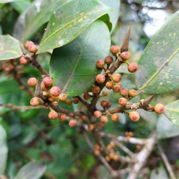 Ficus pertusa