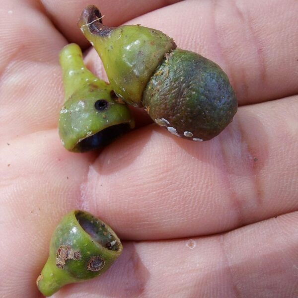 Nectandra lineatifolia